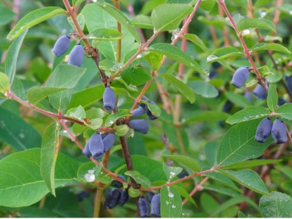 lot of ripe berries of blue honeysuckle forms kamchatka varieties on picture id1079168908