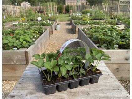 white bg result (82)