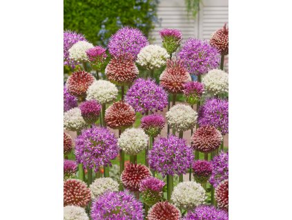 FA 17 0398 Allium Mixed