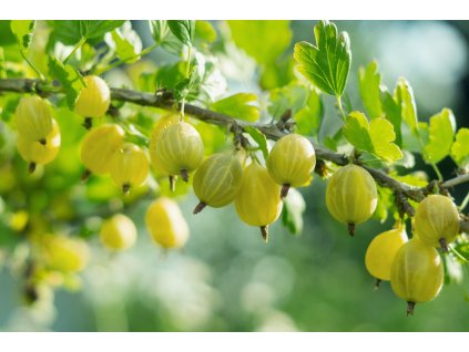 iStock 1335893318