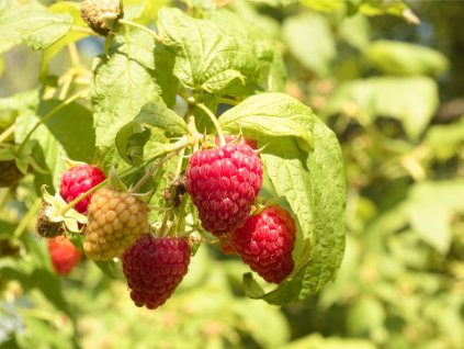 ripe and juicy red and young green raspberry picture id1013301106