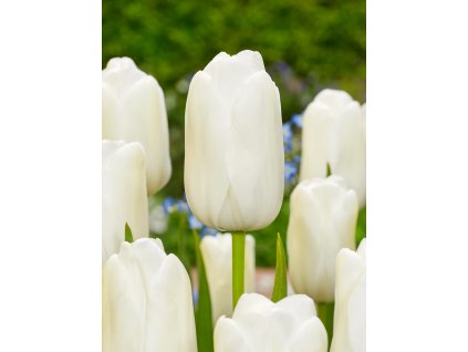 FA 21 0184 Tulipa White Proud
