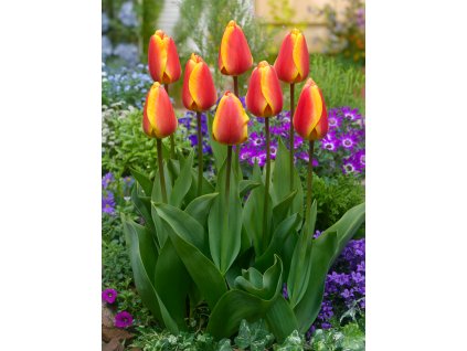 FA 16 0167 Tulipa Oxford Elite