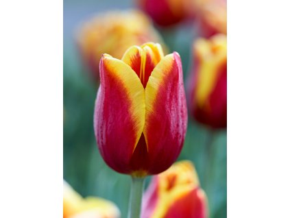 PJ 20 0455 Tulipa Kees Nelis