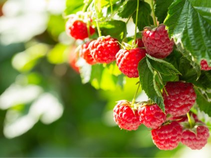 branch of ripe raspberries in a garden picture id1201494575