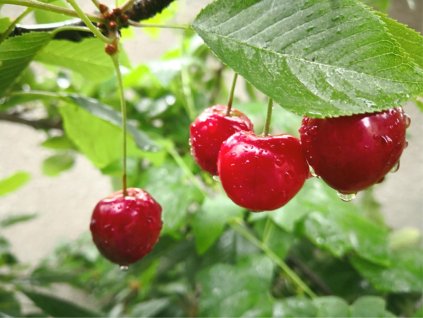 dark red ripe cherries and green leaves on the branch of the cherry picture id1256566148