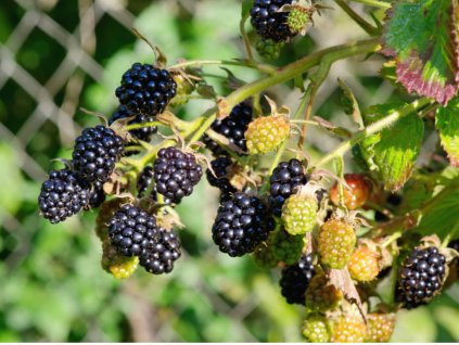 blackberry berries of different ripeness on a branch closeup picture id1305094764