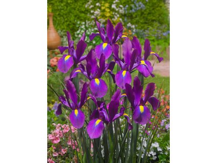 1097 kosatec purple sensation hollandica 10 ks