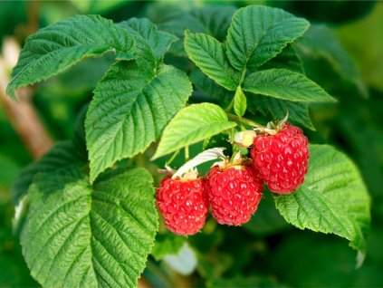 raspberries growing organic berries closeup ripe raspberry in the picture id1222747643