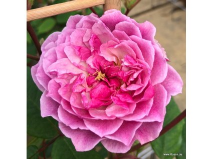 8d50340bda1cc83e6500a17ea9e0cf3aa1d55dcd 2