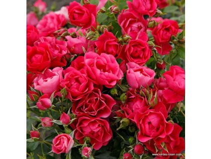 0f2964f70454da20e9b66d1d18229c0321c532f5