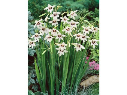 Paví orchidej Acidanthera 10 ks