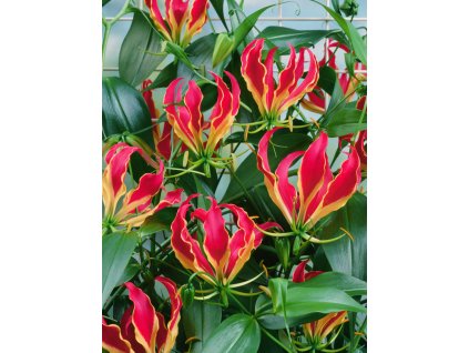 JG 10 0533 Gloriosa rothschildiana