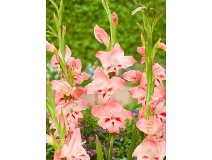 FA 21 0377 Gladiolus nanus Nathalie