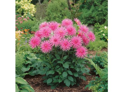 dahlia garden 1769679781787