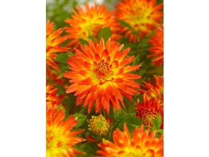 FA 11 0796 Dahlia Procyon