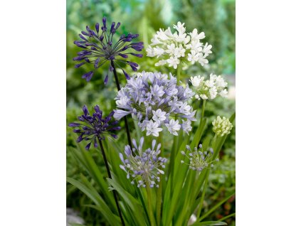 DW 06 0235 Agapanthus Mixed