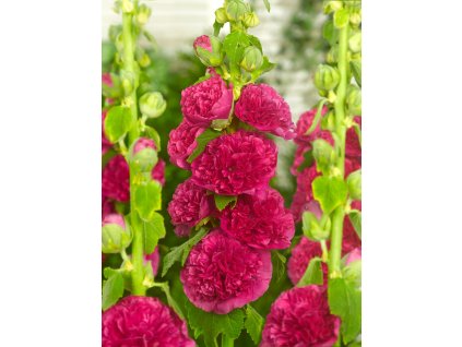 FA 11 0502 Alcea Rosea Double Pink