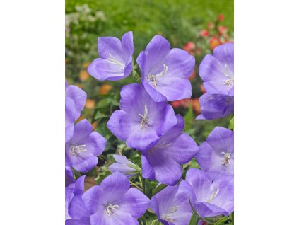 FA 17 0350 Campanula persicifolia Belladonna Blue