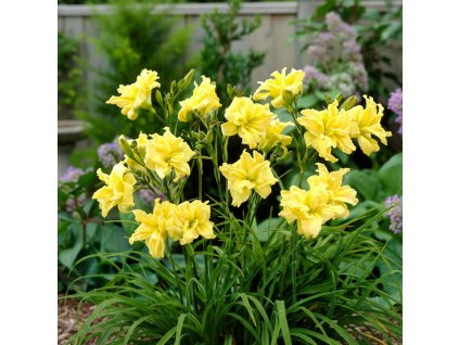 garden vision 1769507671444