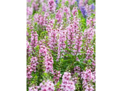 closeup of salvia nemorosa the woodland sage or balkan claryin the picture id1295030114