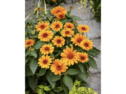 83B5FB12 DEE8 479C B5C6 68B59D7F8786