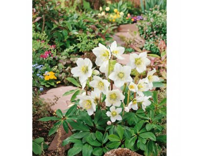 garden ai 1769504407622