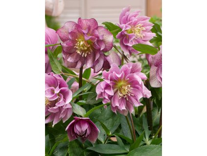 FA 16 0045 Helleborus Double Red Hybrids