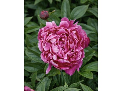 BAD65800 7A46 429D 9E09 58AC83B752D4