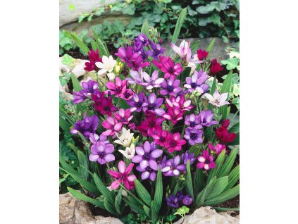 Mix Babiana stricta 50 ks