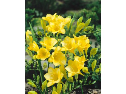 Frézie 'Single Yellow' 10 ks