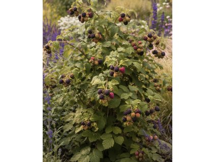 9D9BD576 FDA7 4236 8329 7CCC249E19A5