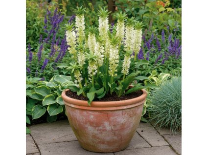 garden ai 1769604753757