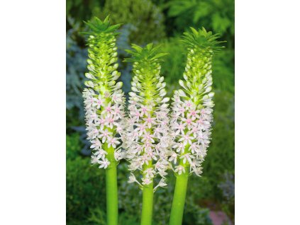 FA 10 0328 Eucomis Johannesburg