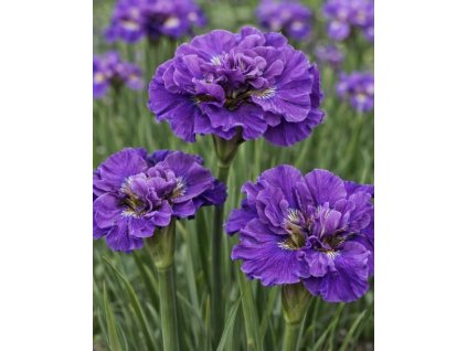 Kosatec sibiřský 'Concord Crush' 1 ks