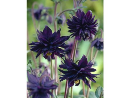 Orlíček 'Black Barlow' 3 ks