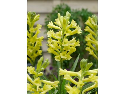 FA 13 0669 Polianthes tuberosa Super Gold