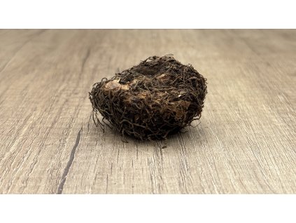 Begónie 'Bertinii Boliviensis' 1 ks