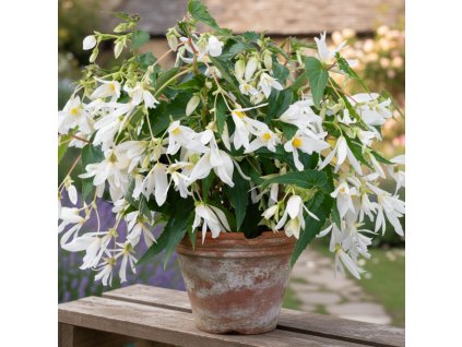 botanical 1769165797984