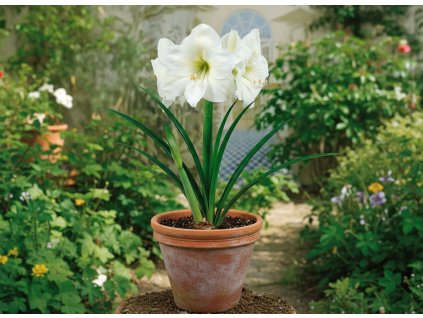 garden ai creation (1)