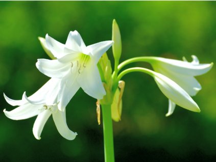 crinum x powellii flower picture id1201395181