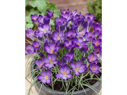 Generated Image November 11, 2025 1 31PM