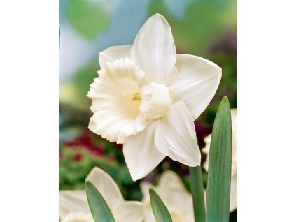 Narcis 'Mount hood' 5 ks