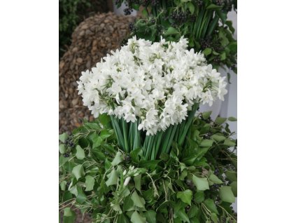 Generated Image November 19, 2025 7 37AM