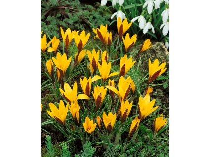 Krokus 'Angustifolius' 10 ks