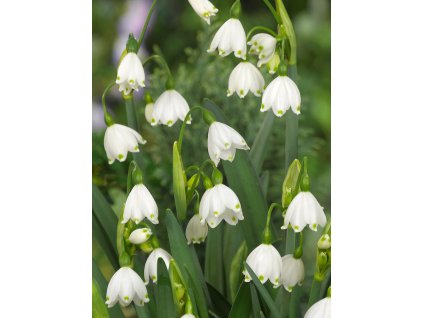 Bledule letní­ 'Leucojum aestivum' 10 ks (Velikost 7/8)