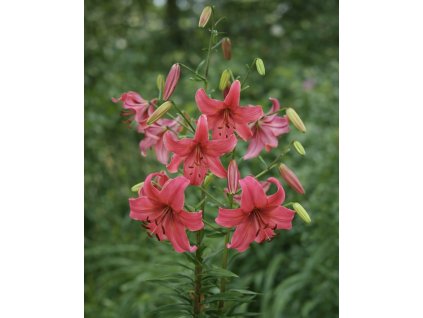 DBE23ECC 1724 444D BFE0 0A1452A9A268