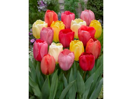 Mix darwinových tulipánů 30 ks (Velikost hlíz 12+)