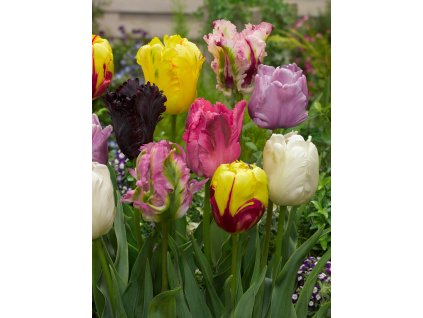 Mix papouškovitých tulipánů 30 ks (Velikost hlíz 12+)