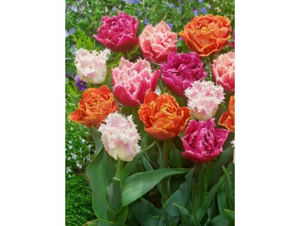 Mix plnokvětých třepenitých tulipánů 30 ks (Velikost hlíz 12+)